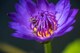 蜜蜂需要花蜜美丽的紫色的睡莲莲花花宏图片蜜蜂花