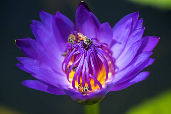 蜜蜂需要花蜜美丽的紫色的睡莲莲花花宏图片蜜蜂花