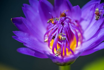 蜜蜂需要花蜜美丽的紫色的睡莲莲花花宏图片蜜蜂花