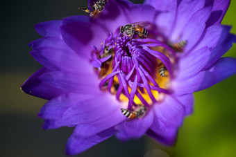 蜜蜂需要花蜜美丽的紫色的睡莲莲花花宏图片蜜蜂花