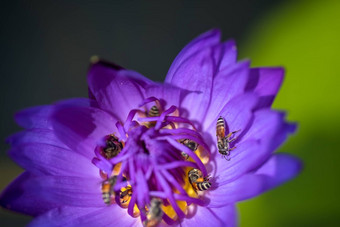 蜜蜂需要花蜜美丽的紫色的睡莲莲花花宏图片蜜蜂花