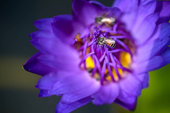 蜜蜂需要花蜜美丽的紫色的睡莲莲花花宏图片蜜蜂花