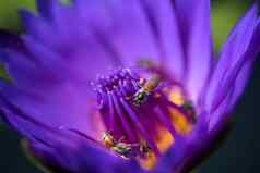 蜜蜂需要花蜜美丽的紫色的睡莲莲花花宏图片蜜蜂花