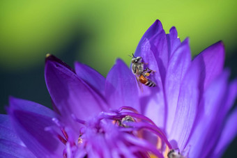 蜜蜂需要花蜜美丽的紫色的睡莲莲花花宏图片蜜蜂花