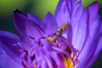 蜜蜂需要花蜜美丽的<strong>紫色</strong>的睡莲莲花花宏<strong>图片</strong>蜜蜂花