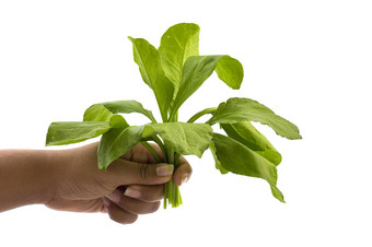 关闭手持有菠菜首页白色背景健康的吃节食素食者食物人概念