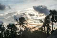 椰子棕榈树轮廓太阳阳光日落晚上时间浪漫的喜怒无常的云天空背景农村背景场景黄昏晚上时间孩子果阿热带海滩岛印度亚洲pac