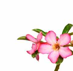花背景关闭热带花粉红色的腺苷沙漠玫瑰白色背景