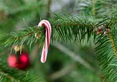 真正的圣诞节树挂传统的糖果狗