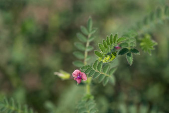 鹰嘴豆花绿色年轻的植物农场场