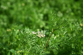 特写镜头香菜花植物农场场