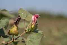 棉花农场场关闭棉花球花