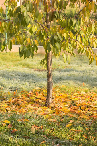下降叶子概念秋天秋天概念秋天彩色的下降叶子地面太阳树10月叶秋天色彩斑斓的秋天树叶自然纹理背景