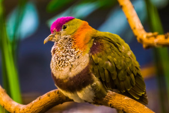 美丽的特写镜头肖像一流的水果在哪里色彩斑斓的热带鸟specie受欢迎的宠物养鸟
