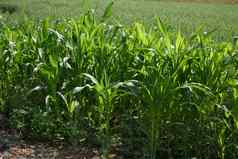 高粱植物蜀黍日益增长的农场场