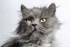 肖像毛发粗浓杂乱的灰色的成人毛茸茸的猫光背景