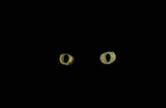 猫眼睛孤立的黑色的背景