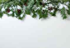 圣诞节雪树分支机构松视锥细胞白色背景
