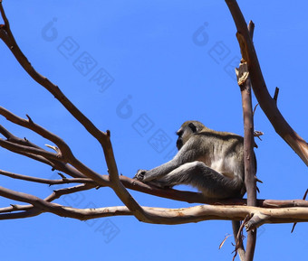 育肥猴子绿皮草枸杞子休息树蓝色的天空背景