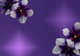 美丽的花非洲紫罗<strong>兰色</strong>的孤立的梯度背景非洲紫罗<strong>兰色</strong>的头宏照片热带花