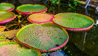 特写镜头大叶子维多利亚洛伍德混合动力种植amazonica克鲁齐亚纳受欢迎的热带水植物specie美国
