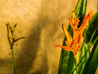 特写镜头花鹦鹉的嘴植物受欢迎的热带培养植物specie美国