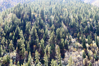 空中视图绿色松树森林树冠喜马拉雅山脉山前松森林森林林地前高地谷山森林沿途有树的树顶常绿梅多斯垂直地平线