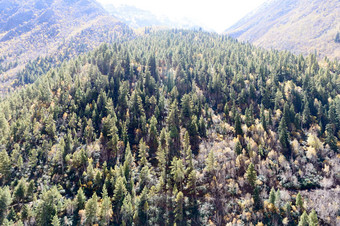 空中视图绿色松树森林树冠喜马拉雅山脉山前松森林森林林地前高地谷山森林秋天叶颜色常绿梅多斯自然公园