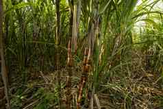 甘蔗种植生产糖食物食物行业糖狗字段文化热带行星股份甘蔗植物农场工厂使糖