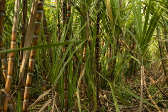 甘蔗种植生产糖食物食物行业糖狗字段文化热带行星股份甘蔗植物农场工厂使糖