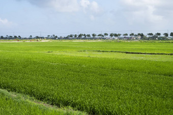 绿色大米场日光收获大米美丽的梯田大米场水季节灌溉农业