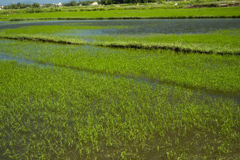 绿色大米场日光收获大米美丽的梯田大米场水季节灌溉农业