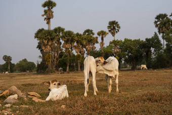 瘦白色柬埔寨牛农村景观贡布省南部柬埔寨亚洲集团牛当地人村农业农业动物