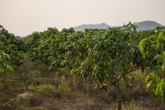 绿色<strong>芒果树芒果树</strong>日益增长的场亚洲芒果水果种植园美味的水果丰富的维生素