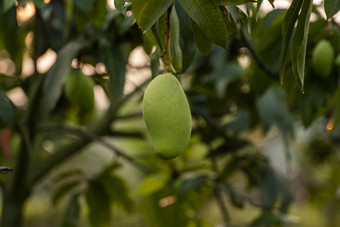 绿色<strong>芒果树芒果树</strong>日益增长的场亚洲芒果水果种植园美味的水果丰富的维生素