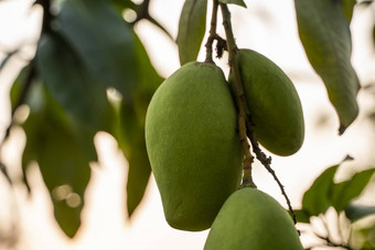 绿色<strong>芒果树芒果树</strong>日益增长的场亚洲芒果水果种植园美味的水果丰富的维生素