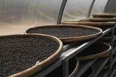 黑色的棕色（的）红色的花椒干燥干燥房间盒子盘子里德黑色的胡椒种植园干燥红色的黑色的花椒农业香料