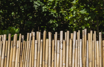 干竹子栅栏绿色热带树背景生态自然背景概念