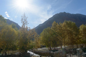 美丽的黄色的阿斯彭树松林地秋天秋天叶子日落光黄山山范围森林安徽省国人民共和国中国