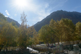 美丽的黄色的阿斯彭树松林地秋天秋天叶子日落光黄山山范围森林安徽省国人民共和国中国