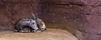 女大角羊羊铺设地面热带动物specie北美国
