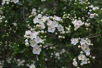 开花<strong>山楂</strong>森林