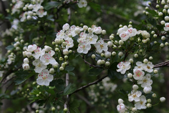 开花<strong>山楂</strong>森林