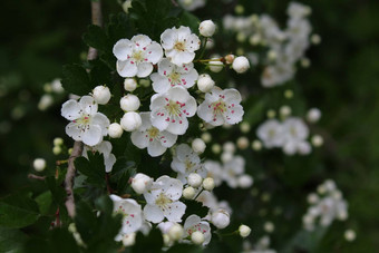 开花<strong>山楂</strong>森林