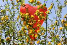 红色的心气球中国棣棠属