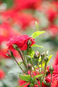 花园红色的玫瑰春天场景