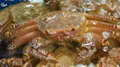 深海蟹海鲜水