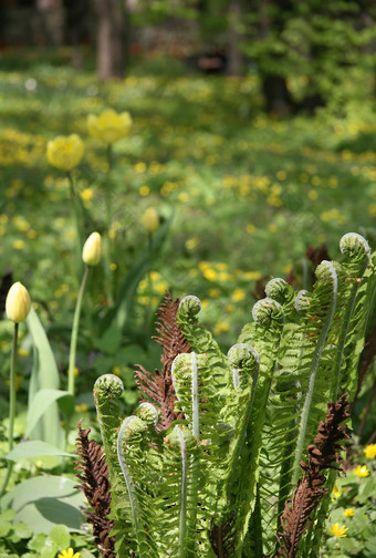 美丽<strong>蕨类植物</strong>叶子绿色树叶自然花<strong>蕨类植物</strong>背景