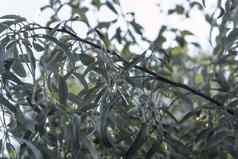 分支机构野生橄榄野生橄榄树成长欧洲