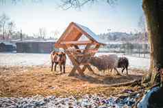 山羊羊下流的给料机冬天农场场景不错的阳光明媚的冬天天气